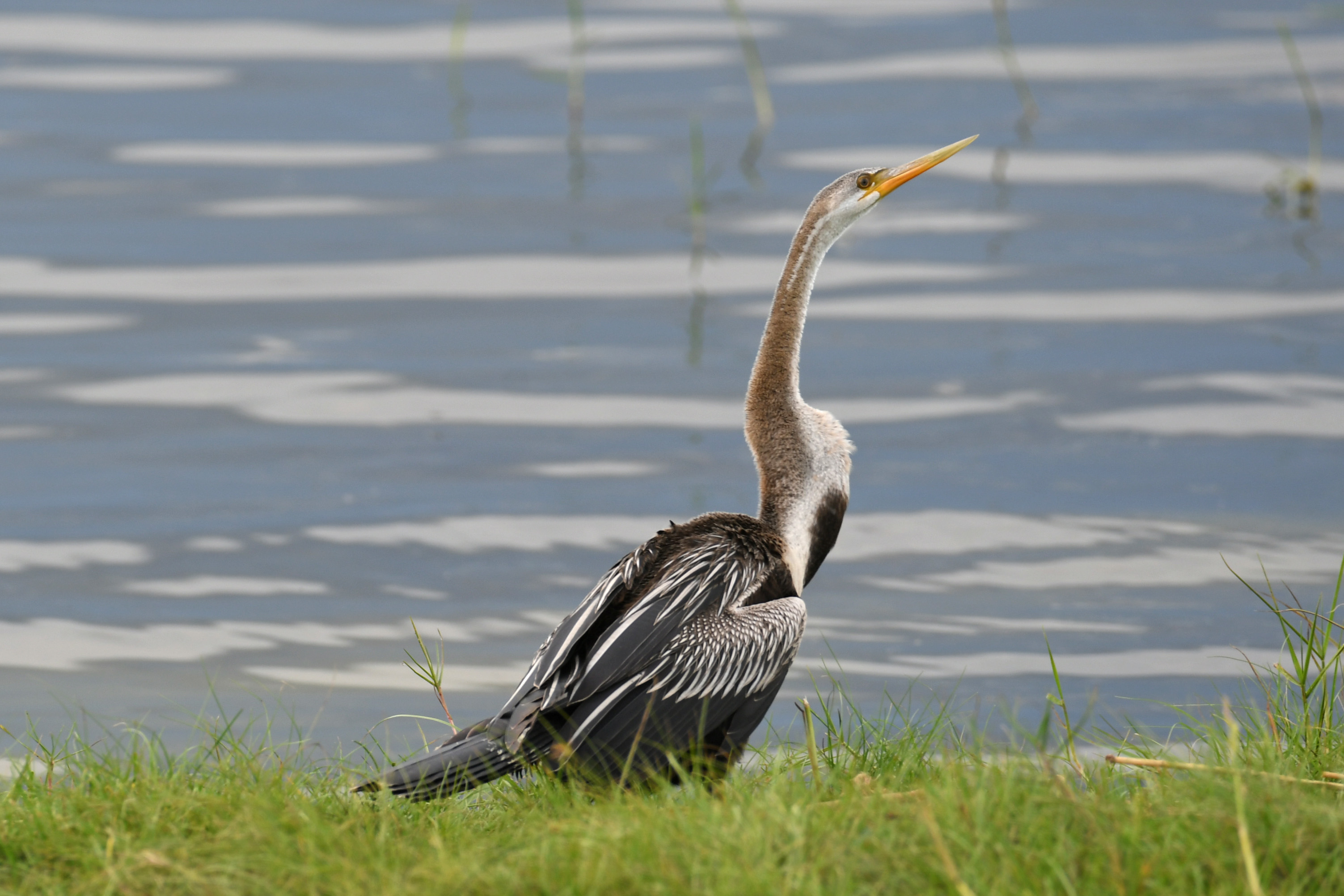 Indischer Schlangenhalsvogel